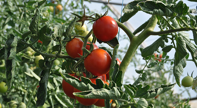 Are Coffee Grounds Good for Tomato Plants