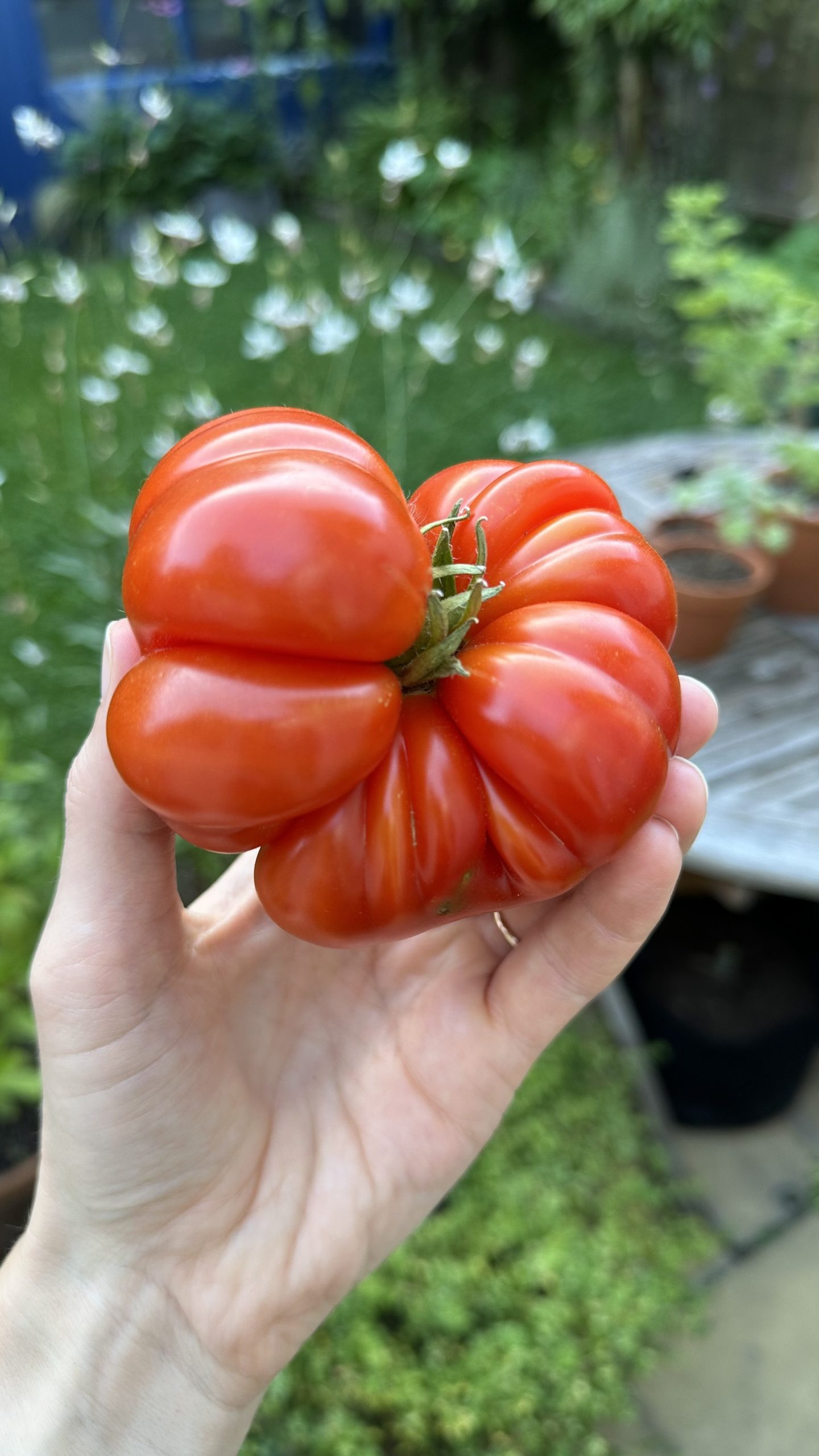 Are Coffee Grounds Good for Tomato Plants
