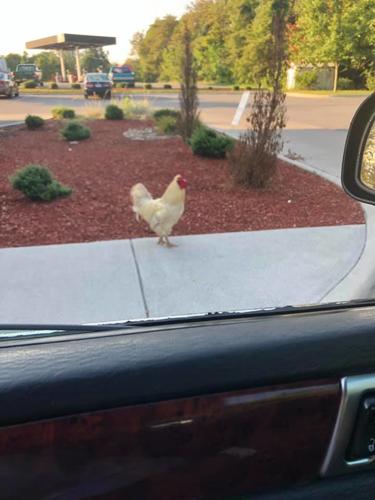 Does Bojangles Serve Chicken All Day